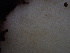  ( - HAY-F-007883)  @11 [ ] by-nc (2023) Dean Lyons Fungal Diversity Survey