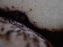  ( - HAY-F-007883)  @11 [ ] by-nc (2023) Dean Lyons Fungal Diversity Survey