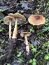 ( - HAY-F-007885)  @11 [ ] by-nc (2023) Dean Lyons Fungal Diversity Survey