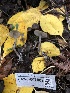  ( - HAY-F-007887)  @11 [ ] by-nc (2023) Dean Lyons Fungal Diversity Survey