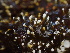  (Sphaerostilbella - HAY-F-007889)  @11 [ ] by-nc (2023) Dean Lyons Fungal Diversity Survey