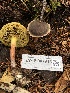  ( - HAY-F-007915)  @11 [ ] by-nc (2023) Dean Lyons Fungal Diversity Survey