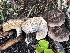  ( - HAY-F-005334)  @11 [ ] by-nc (2023) Dean Lyons Fungal Diversity Survey