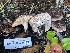  ( - HAY-F-005334)  @11 [ ] by-nc (2023) Dean Lyons Fungal Diversity Survey
