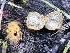  (Rhizopogon sp. PNW02 - HAY-F-004859)  @11 [ ] by-nc (2023) Dean Lyons Fungal Diversity Survey