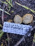  ( - HAY-F-004859)  @11 [ ] by-nc (2023) Dean Lyons Fungal Diversity Survey