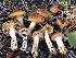  ( - HAY-F-007911)  @11 [ ] by-nc (2023) Dean Lyons Fungal Diversity Survey