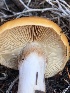 ( - HAY-F-007911)  @11 [ ] by-nc (2023) Dean Lyons Fungal Diversity Survey