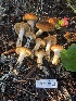  ( - HAY-F-007911)  @11 [ ] by-nc (2023) Dean Lyons Fungal Diversity Survey