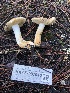  ( - HAY-F-007910)  @11 [ ] by-nc (2023) Dean Lyons Fungal Diversity Survey