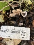  ( - HAY-F-007891)  @11 [ ] by-nc (2023) Dean Lyons Fungal Diversity Survey