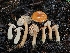  ( - HAY-F-007460)  @11 [ ] by (2023) Mandy Hackney Fungal Diversity Survey