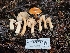  ( - HAY-F-007460)  @11 [ ] by (2023) Mandy Hackney Fungal Diversity Survey