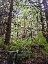 ( - HAY-F-007460)  @11 [ ] by (2023) Mandy Hackney Fungal Diversity Survey
