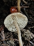  ( - HAY-F-007467)  @11 [ ] by (2023) Mandy Hackney Fungal Diversity Survey