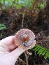  ( - HAY-F-007468)  @11 [ ] by (2023) Mandy Hackney Fungal Diversity Survey