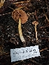  ( - HAY-F-007468)  @11 [ ] by (2023) Mandy Hackney Fungal Diversity Survey