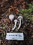  ( - HAY-F-007469)  @11 [ ] by (2023) Mandy Hackney Fungal Diversity Survey