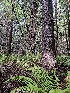  ( - HAY-F-007469)  @11 [ ] by (2023) Mandy Hackney Fungal Diversity Survey