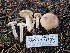  ( - HAY-F-007474)  @11 [ ] by (2023) Mandy Hackney Fungal Diversity Survey