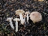  ( - HAY-F-007474)  @11 [ ] by (2023) Mandy Hackney Fungal Diversity Survey