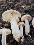  ( - HAY-F-007474)  @11 [ ] by (2023) Mandy Hackney Fungal Diversity Survey