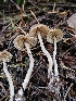  ( - HAY-F-007475)  @11 [ ] by (2023) Mandy Hackney Fungal Diversity Survey