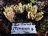  ( - LA-F-000330)  @11 [ ] by-nc (2023) Christian Schwarz Fungal Diversity Survey