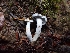  ( - HAY-F-003898)  @11 [ ] by-nc (2023) Sadie Hickey Fungal Diversity Survey