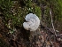  ( - HAY-F-003898)  @11 [ ] by-nc (2023) Sadie Hickey Fungal Diversity Survey