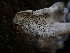 ( - HAY-F-003898)  @11 [ ] by-nc (2023) Sadie Hickey Fungal Diversity Survey