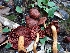  ( - HAY-F-003471)  @11 [ ] by-nc (2023) Sadie Hickey Fungal Diversity Survey