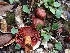  ( - HAY-F-003471)  @11 [ ] by-nc (2023) Sadie Hickey Fungal Diversity Survey