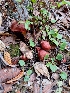  ( - HAY-F-003471)  @11 [ ] by-nc (2023) Sadie Hickey Fungal Diversity Survey
