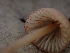  ( - HAY-F-003842)  @11 [ ] by-nc (2023) Sadie Hickey Fungal Diversity Survey