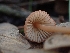  ( - HAY-F-003842)  @11 [ ] by-nc (2023) Sadie Hickey Fungal Diversity Survey
