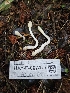  (Trichoderma sp. leucopus-CA01 - HAY-F-007477)  @11 [ ] by (2023) Mandy Hackney Fungal Diversity Survey