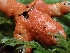  ( - HAY-F-007482)  @11 [ ] by (2023) Mandy Hackney Fungal Diversity Survey