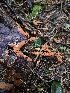  ( - HAY-F-007482)  @11 [ ] by (2023) Mandy Hackney Fungal Diversity Survey