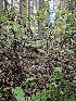  ( - HAY-F-007482)  @11 [ ] by (2023) Mandy Hackney Fungal Diversity Survey