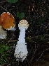  ( - HAY-F-007486)  @11 [ ] by (2023) Mandy Hackney Fungal Diversity Survey