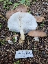  (Leucopaxillus sp. MO01 - HAY-F-007488)  @11 [ ] by (2023) Mandy Hackney Fungal Diversity Survey