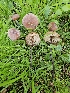  ( - HAY-F-007441)  @11 [ ] by (2023) Mandy Hackney Fungal Diversity Survey