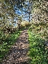 ( - HAY-F-007441)  @11 [ ] by (2023) Mandy Hackney Fungal Diversity Survey
