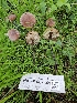  ( - HAY-F-007441)  @11 [ ] by (2023) Mandy Hackney Fungal Diversity Survey
