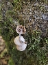  (Collybiopsis - HAY-F-007442)  @11 [ ] by (2023) Mandy Hackney Fungal Diversity Survey