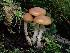 ( - HAY-F-007489)  @11 [ ] by (2023) Mandy Hackney Fungal Diversity Survey