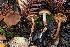  ( - HAY-F-004858)  @11 [ ] by-nc (2023) Warren Cardimona Fungal Diversity Survey