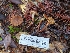  ( - HAY-F-004858)  @11 [ ] by-nc (2023) Warren Cardimona Fungal Diversity Survey