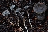  ( - HAY-F-004851)  @11 [ ] by-nc (2023) Warren Cardimona Fungal Diversity Survey